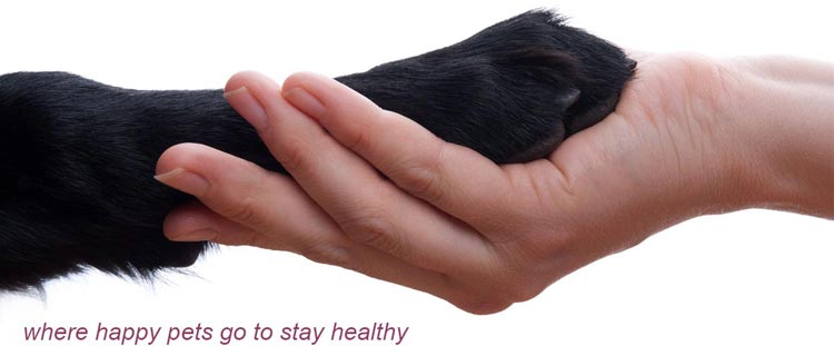 Keeping Pets Healthy and Happy